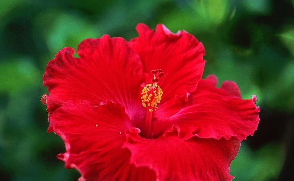Red Flowers ~ Royalty Free Photos